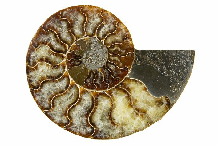 Cut & Polished Ammonite Fossil (Half) - Madagascar #345977